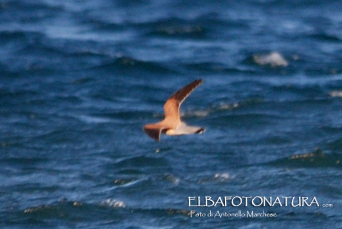 Beccapesci (Thalasseus sandvicensis) e Gheppio (Falco tinnunculus)